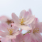 Pastel Cherry　～SAKURA2014～