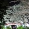 夜桜