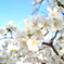桜１