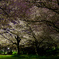 夜桜