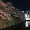 夜桜ライトアップ2