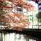 夜桜ライトアップ3