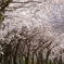 散りゆく桜･･･