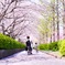 桜の径を母さんと