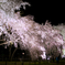 桜・三十六景