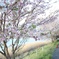 桜散る夕暮れ