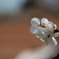 -百花の魁-