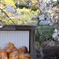 花よりミカン