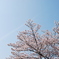 空と桜