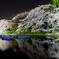 full blossom