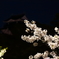 夜桜と岡崎城