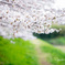 桜のある道