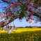 桜と菜の花
