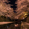 桜の小路
