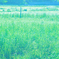 きらきら。そのに。