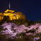 三溪園 観桜の夕べ 【３】