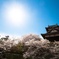 春の郡山城跡