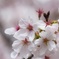 桜2014