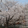 桜３