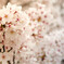 曇桜（芦屋）
