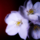 Cherry blossoms