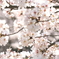 桜色