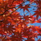 2009年　紅葉