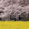 権現堂堤の桜 372