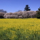 権現堂堤の桜 374