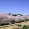 利根川土手 383