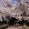 吉田邸の桜 386