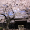 吉田邸の桜 388