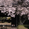 吉田邸の桜 395