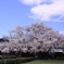 吉田邸の桜 397