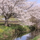 今井の桜 401