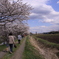 今井の桜 407