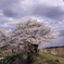 今井の桜 416
