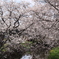 今井の桜 420