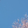 桜舞う空