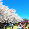 桜祭り