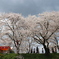 木次の桜　（島根県雲南市）