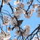 鳥さんも桜見学