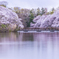桜湖