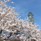 東山動物園の桜