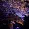 桜・祝福