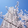 都庁の桜
