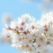 桜ソフト