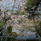中院の枝垂桜