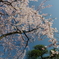 枝垂れ桜を下から