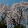 中院の枝垂れ桜
